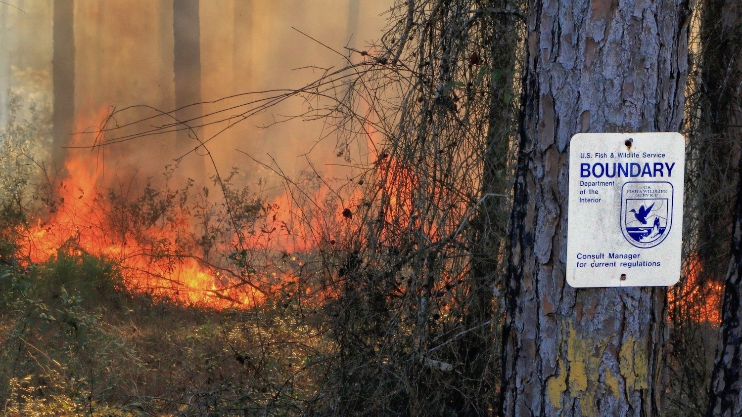 prescribed burn, St. Marks National Wildlife Refuge, Panacea Unit, Wakulla County, Florida 1