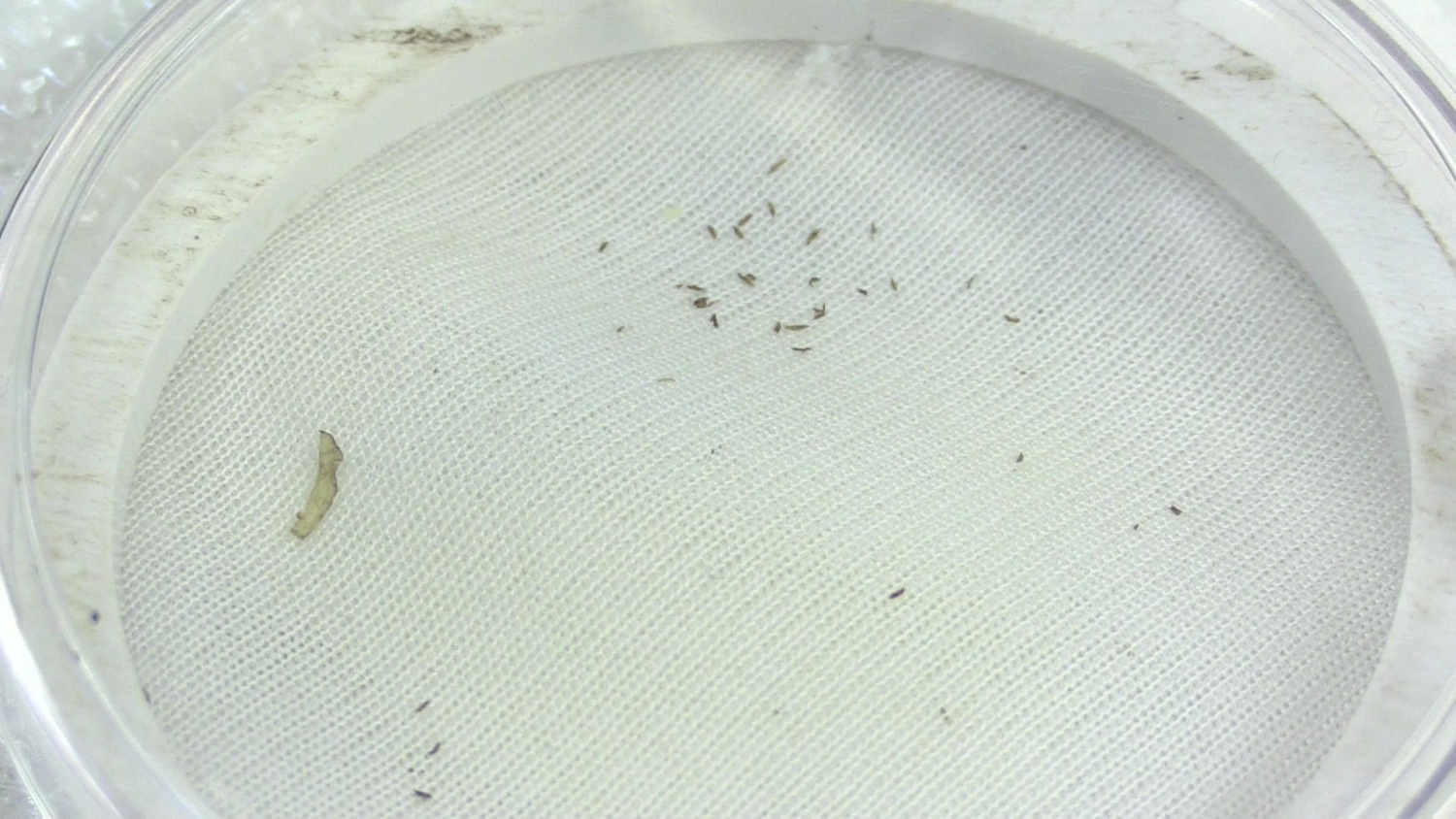 Tobacco thrips with Plant Armor