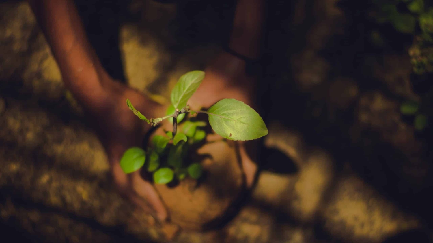 Person holding a plant